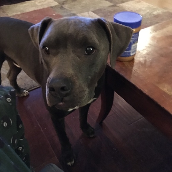 Meet your Posher, Mia - Picture 5 of 6